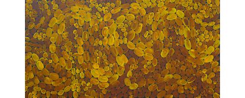 Bush Berries - Lynette Corby Nungurrayi